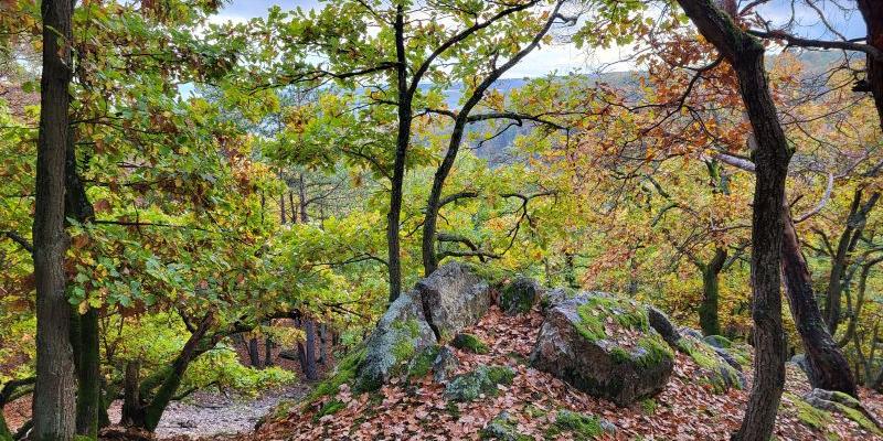 Münsterer Kopf (c) Thomas Weber Münsterer Kopf